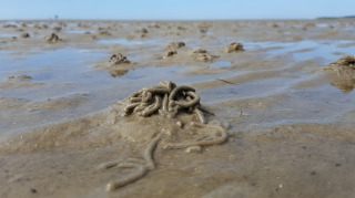Secrets of the Tidal Flats